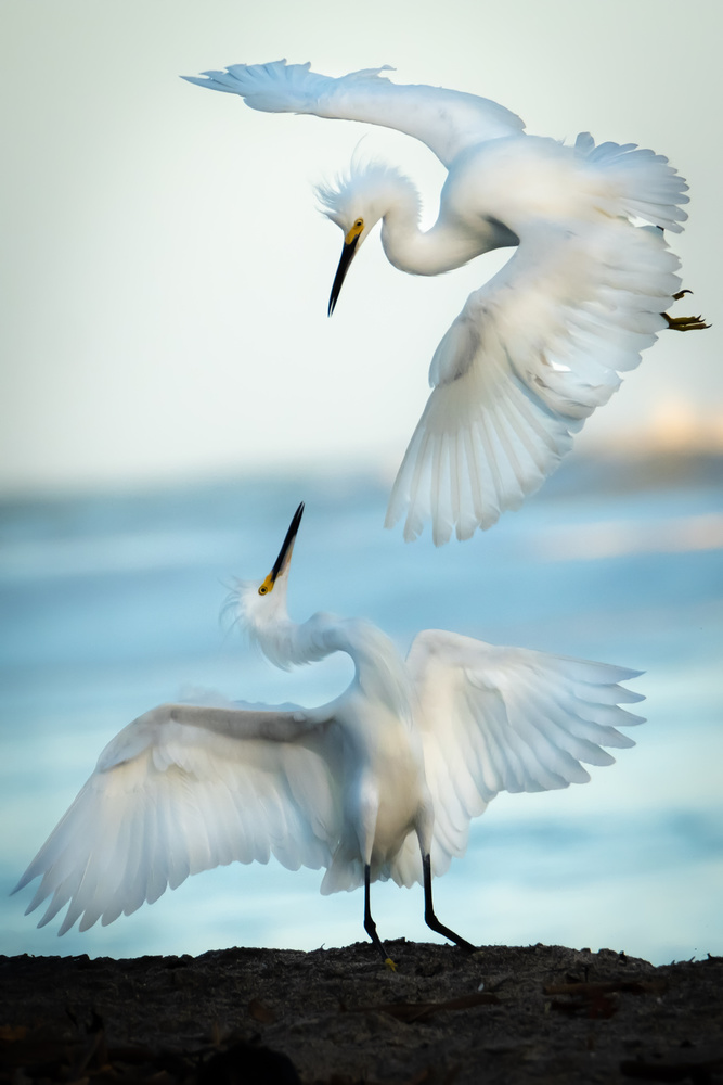 Snowy Egret Tango von Ali Khataw