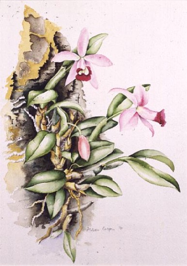 15:Orchid: Laelia pumila, by Alison Cooper (living artist)  von Alison  Cooper
