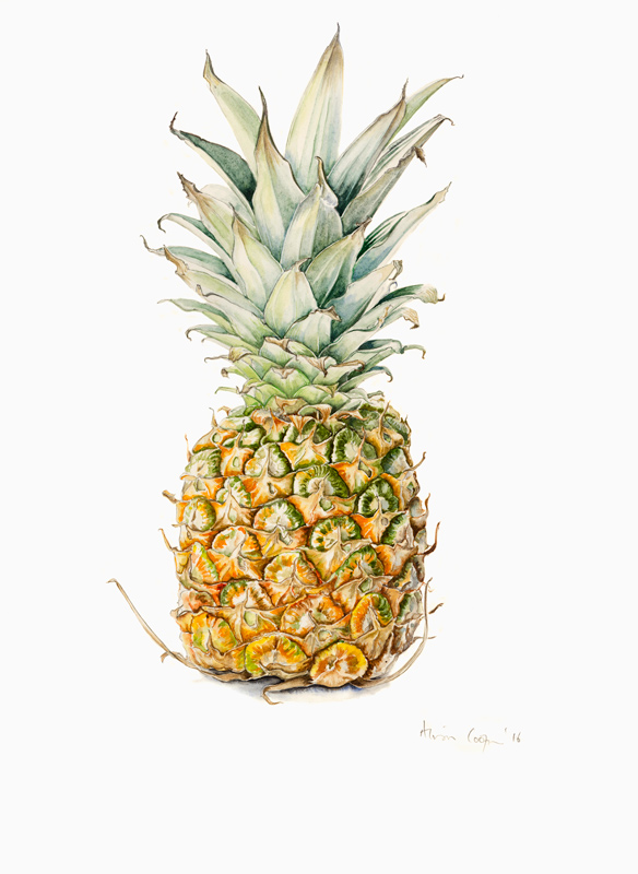 Ripe Pineapple von Alison  Cooper