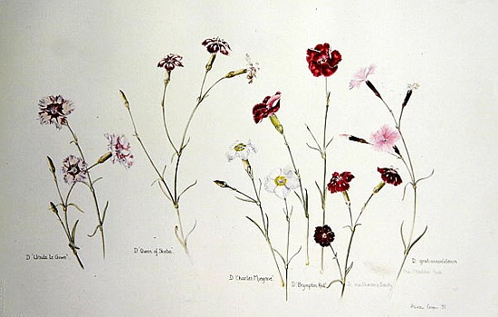 Carnations von Alison  Cooper
