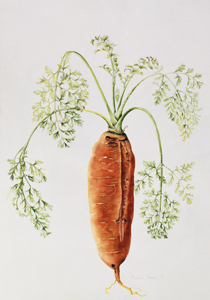 Carrot from my Garden (w/c)  von Alison  Cooper