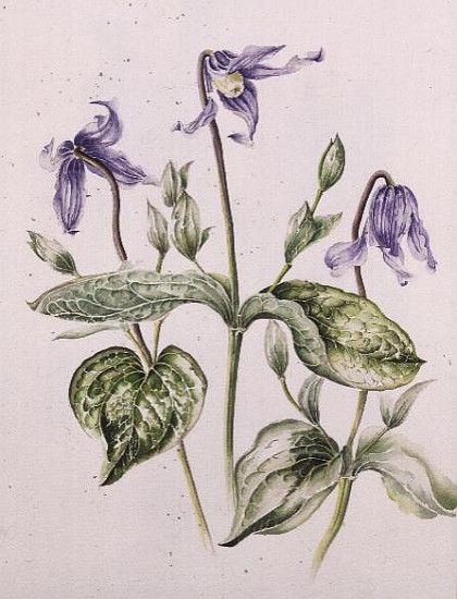 Clematis Integrifolia  von Alison  Cooper