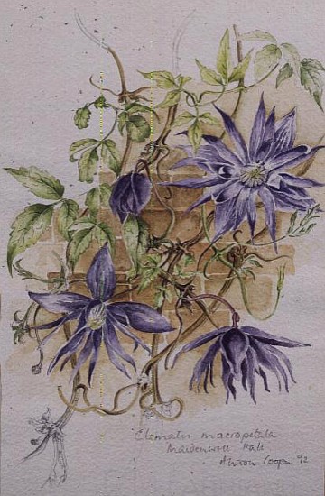 Clematis Macropetala, Maidenwell Hall (w/c)  von Alison  Cooper