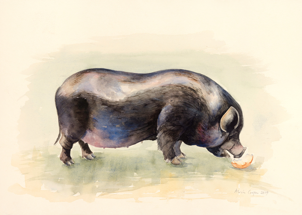 Italian Black Pig von Alison  Cooper