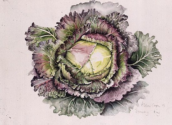 January King Cabbage (w/c)  von Alison  Cooper