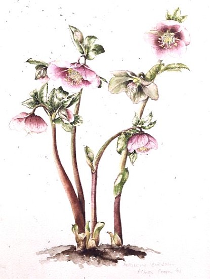 Lenten Rose: Helleborus orientalis (w/c)  von Alison  Cooper