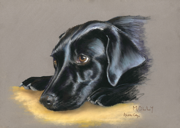 Not Guilty von Alison  Cooper