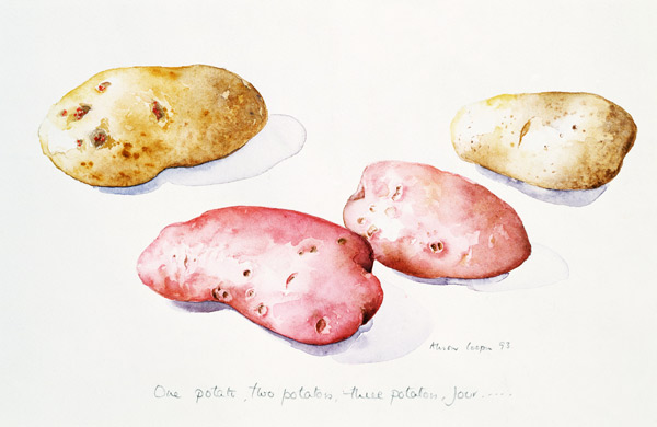 Potato Study, 1993 (w/c)  von Alison  Cooper