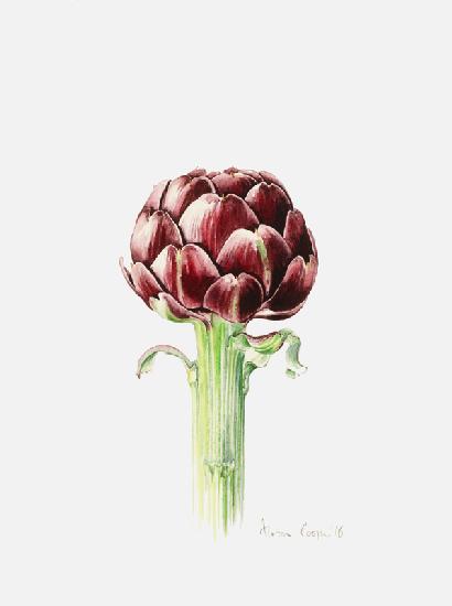 Artichoke from Roman market 2016