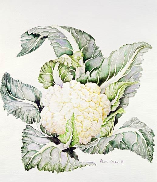 Cauliflower Study