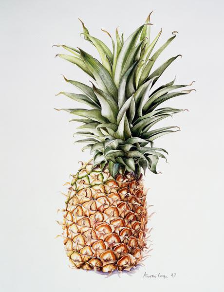 Pineapple - Alison  Cooper
