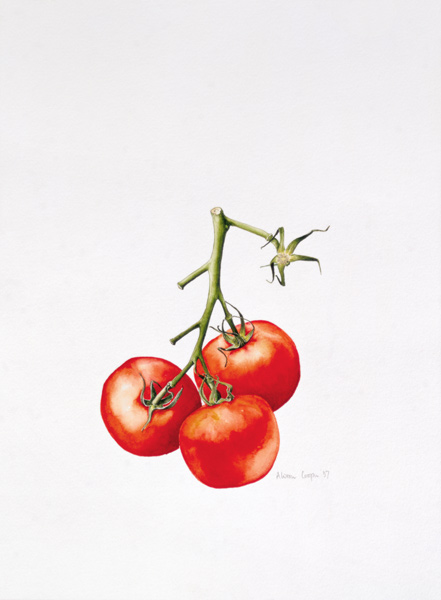 Three Tomatoes on the Vine, 1997 (w/c on paper)  von Alison  Cooper