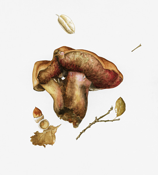 Wild Mushroom (w/c on paper)  von Alison  Cooper