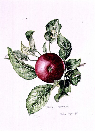 Worcester Pearmain, 1995 (w/c)  von Alison  Cooper