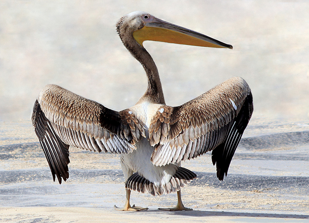 Pelicans Wingspan von Aliza Riza