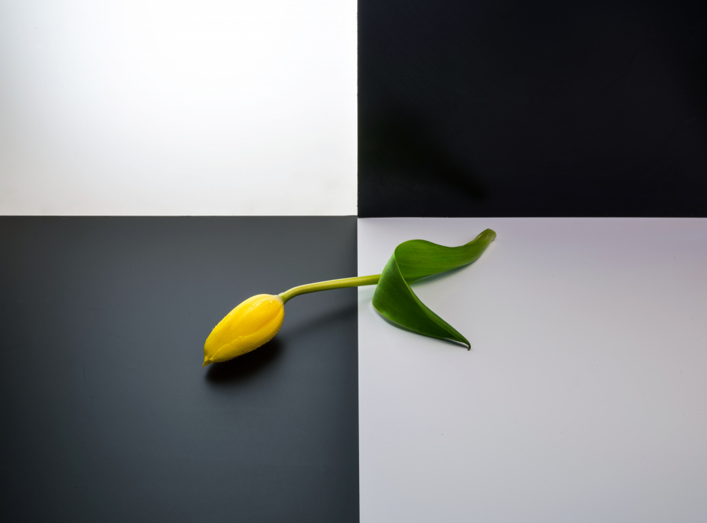 Flower von Allan Li wp