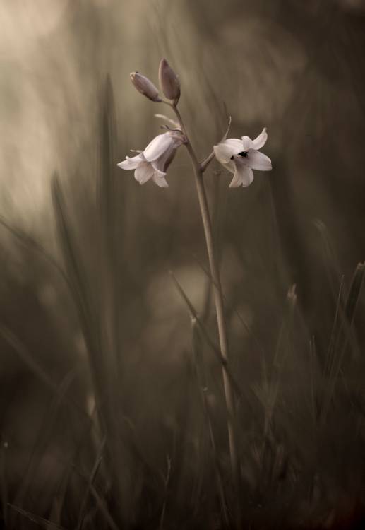 A small flower on the ground von Allan Wallberg