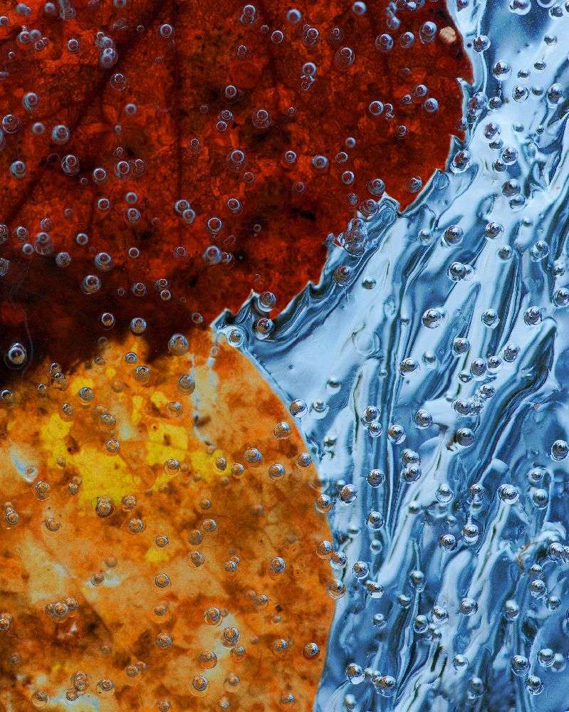 Blätter in Eis gefroren von Allan Wallberg