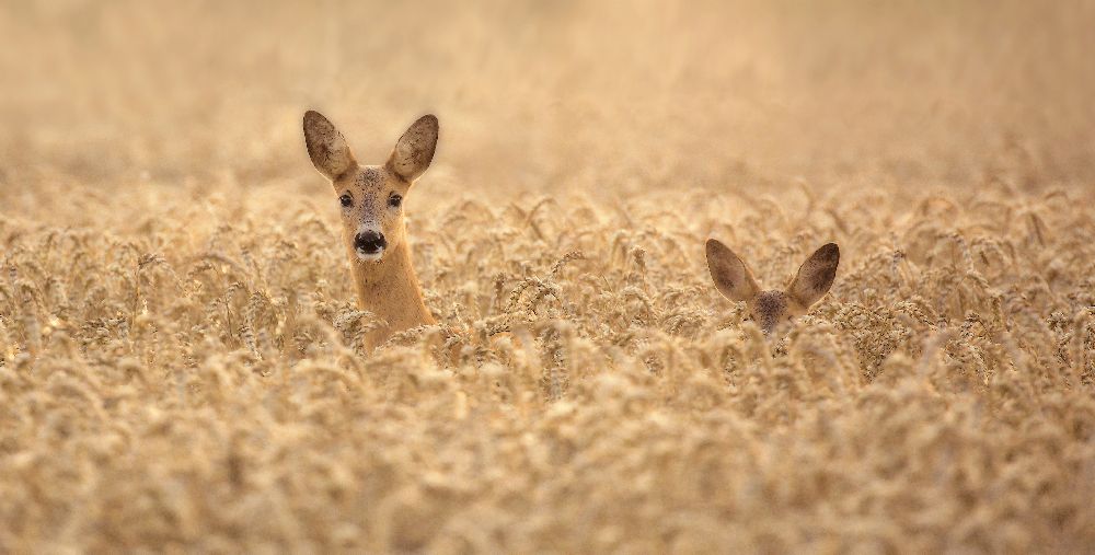 Mutter mit Kind von Allan Wallberg