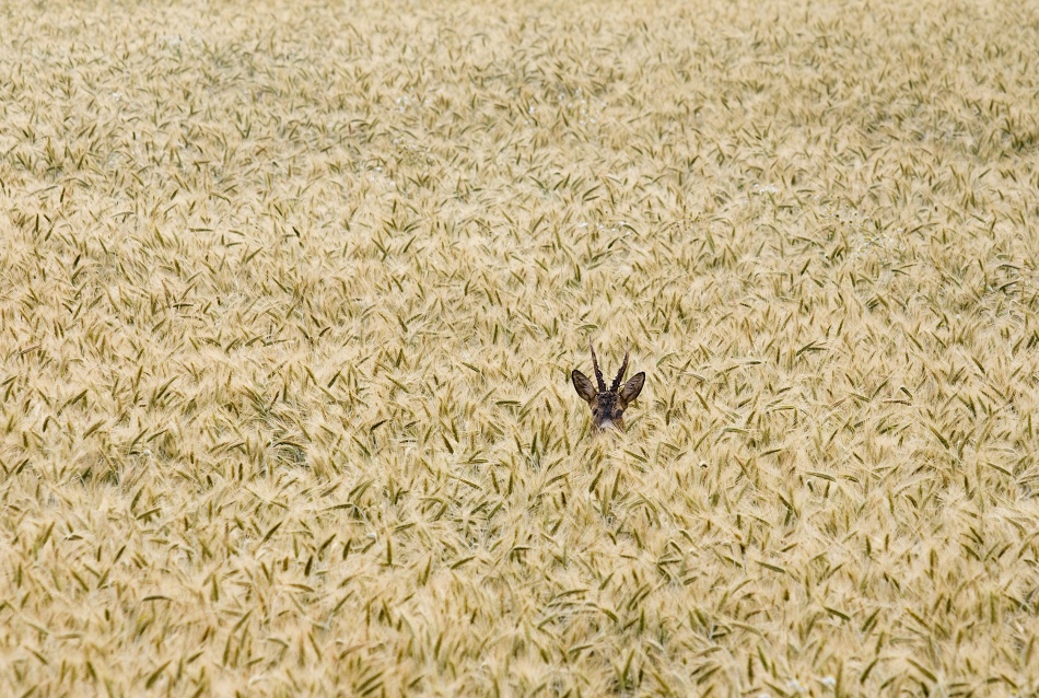 Roe deer in a field von Allan Wallberg