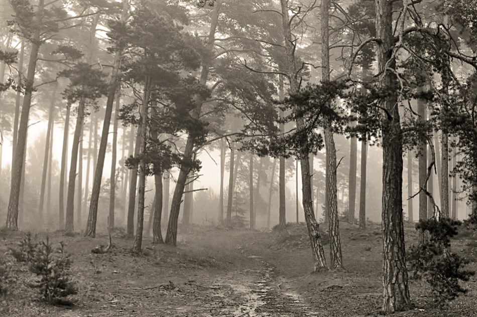 Mood. von Allan Wallberg