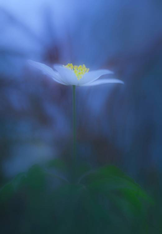 Wood anemone von Allan Wallberg