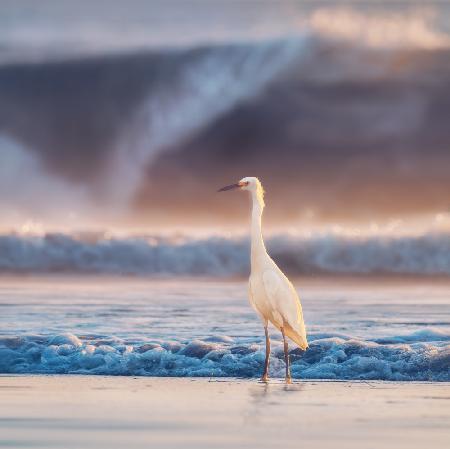 Egret with tide
