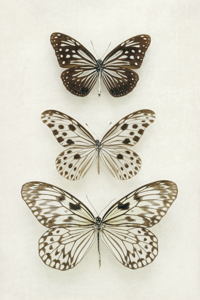 Three Neutral Butterflies von Alyson Fennell