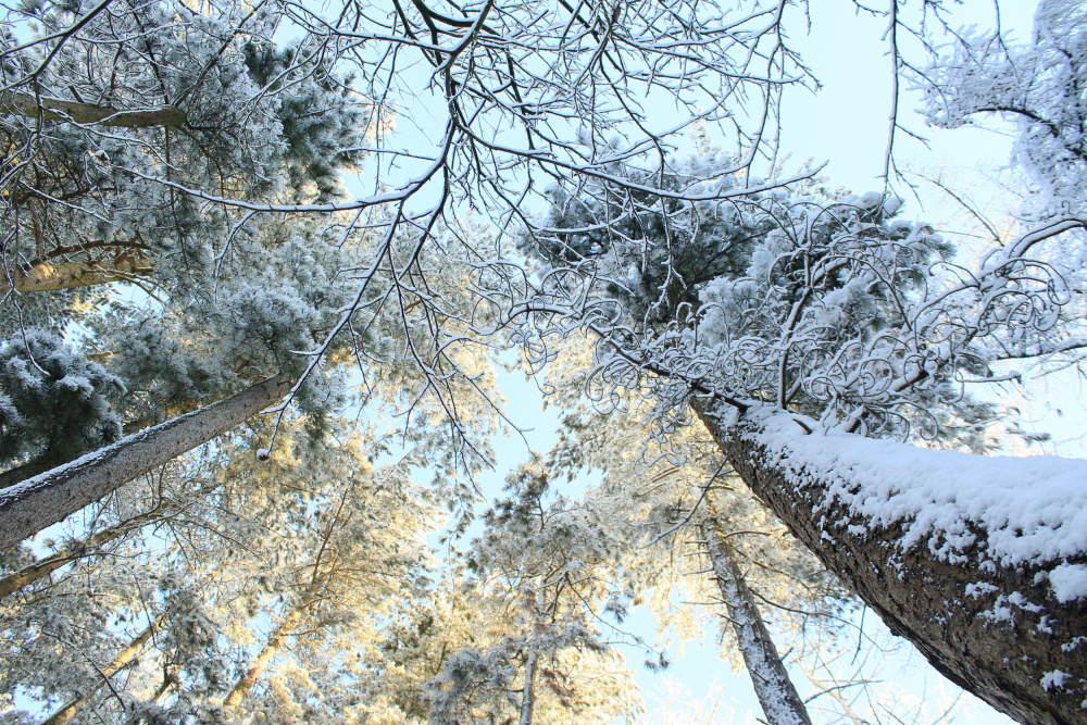 Tall Pine Trees, Snow, Golden Glow ii von Alyson Fennell