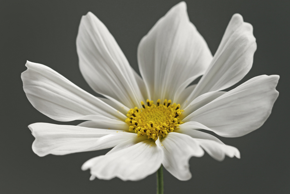 Cosmos Flower von Alyson Fennell
