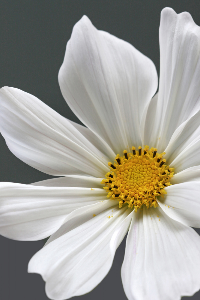 Cosmos Flower Closeup von Alyson Fennell