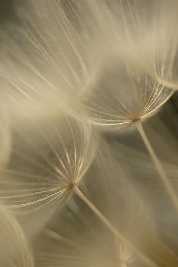 Salsify Seed Head Closeup