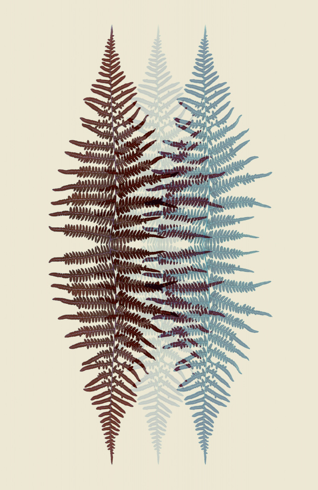 Chocolate and Teal Fern von Alyson Fennell