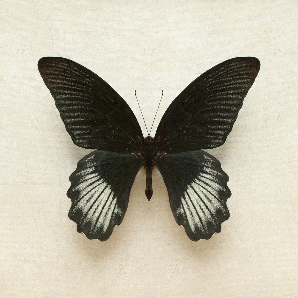 Black Mormon Butterfly Square von Alyson Fennell