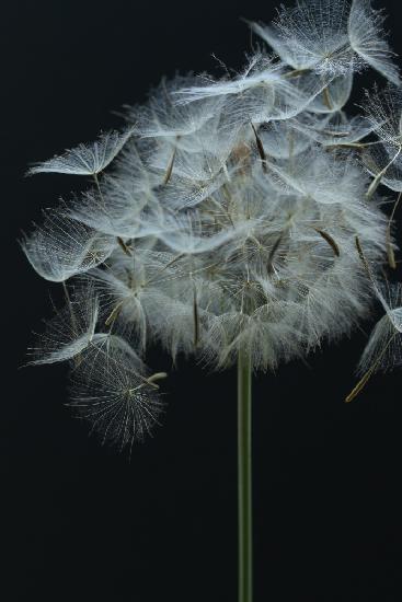 Salsify Seed Head