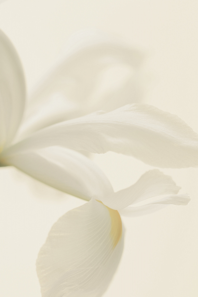 White Iris Flower Close Up von Alyson Fennell