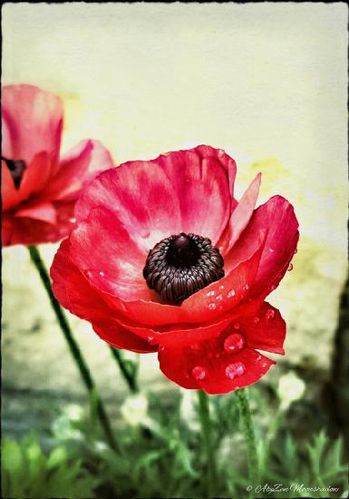 Red Anemone