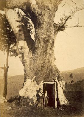 Two boys at the doorway of their treehouse, c.1870-80 (b/w photo) 
