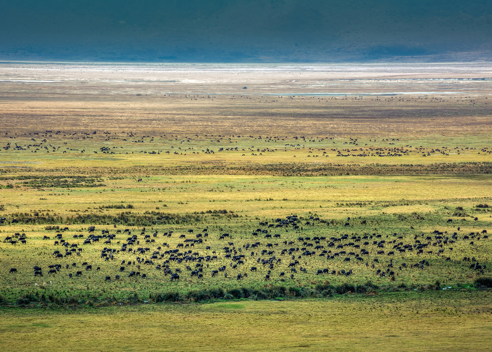 nature negrongro von Amin Dehghan