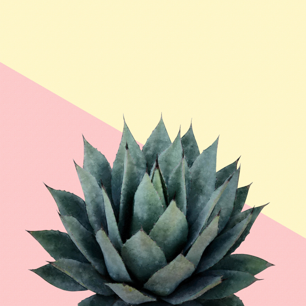 Agave 04 von amini54
