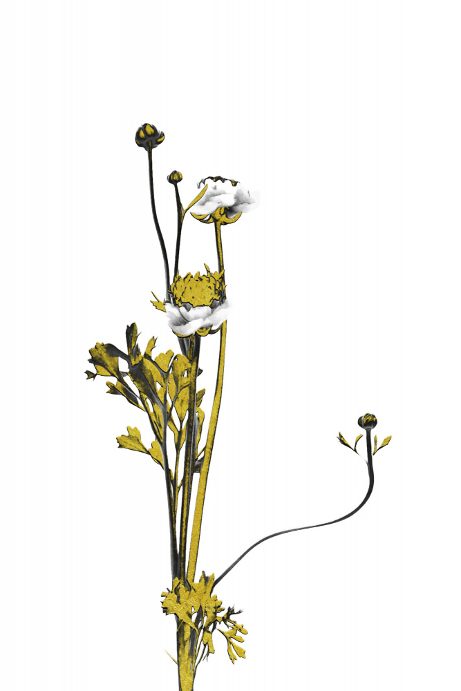 Flower Minimal Black and Gold 08 von amini54