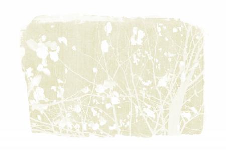 Ivory Tree Foliage Silhouette