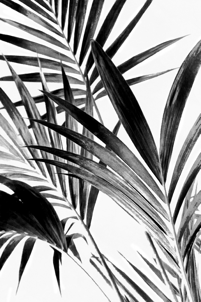 Palm Leaves Black and White 02 von amini54