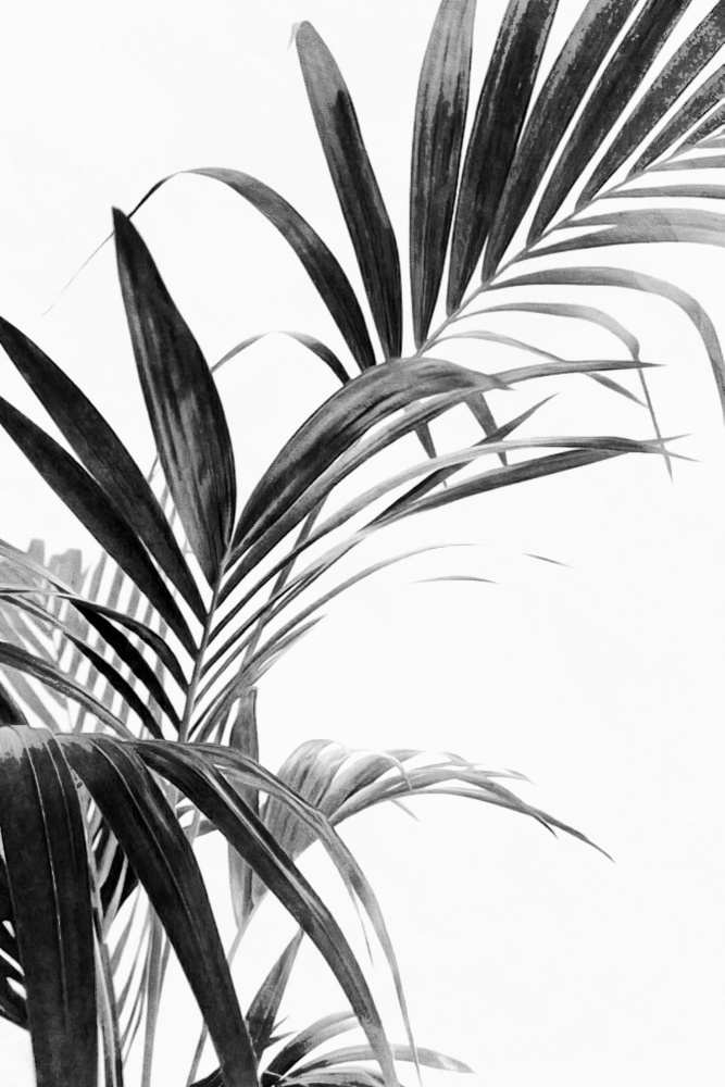 Palm Leaves Black and White 03 von amini54