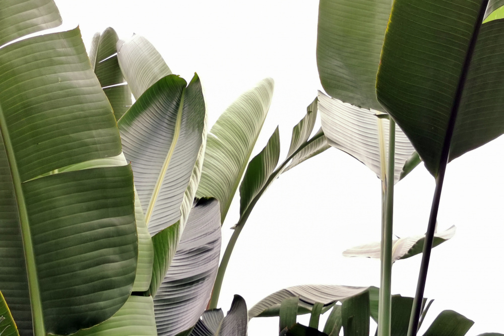 Travellers Palm Leaves Foliage Photo 01 von amini54