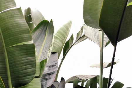 Travellers Palm Leaves Foliage Photo 01
