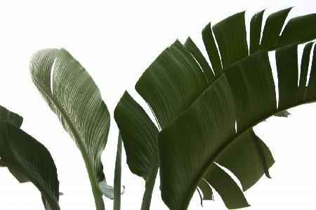 Travellers Palm Leaves Foliage Photo 06