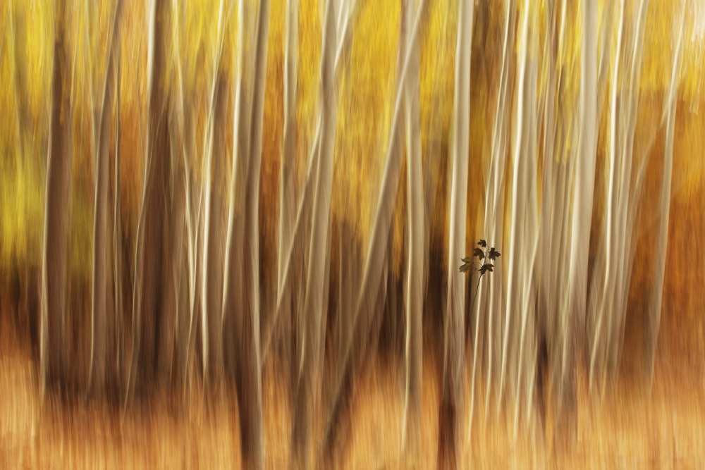 Untitled von Amir Hossein Shojaii