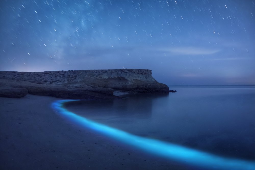 Phytoplankton von Amirtourang