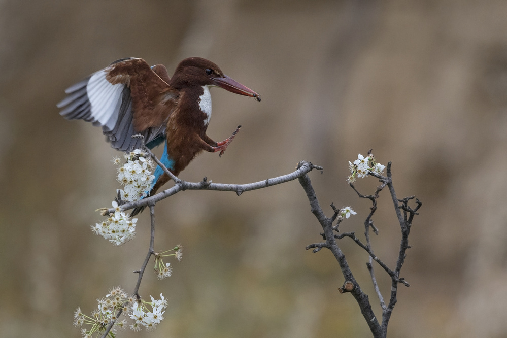 all most landing von Amnon Eichelberg